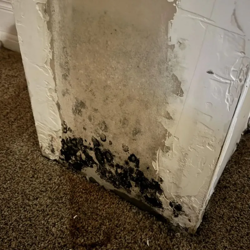 Professional Mold Removal in Marksville, LA